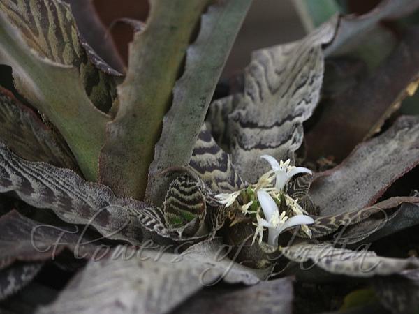 Zebra-Leaf Earth-Star